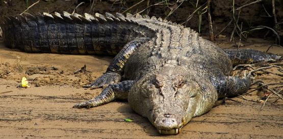 Sladkovodní krokodýl