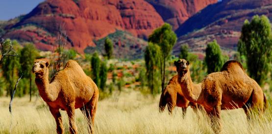 Zajímavosti v Alice Springs