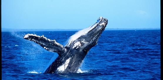 Warrnambool - pozorování velryb
