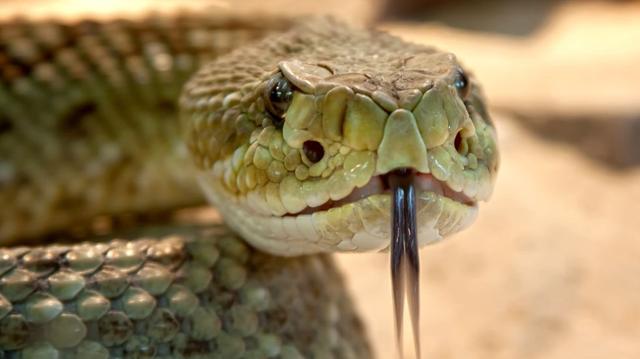  Nejjedovatější hadi na světě