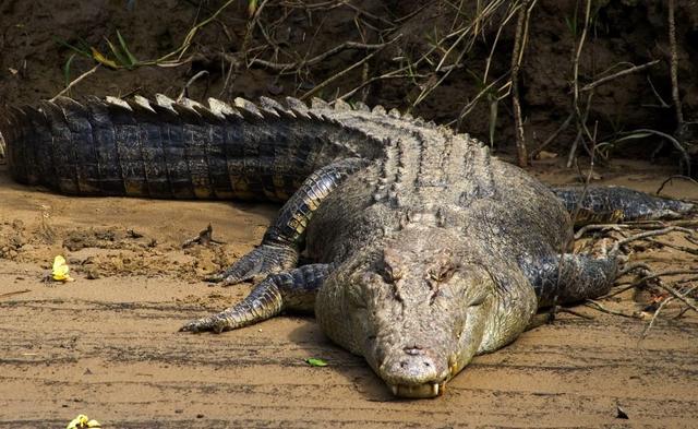Zájezd Pozorování krokodýlů v přírodě