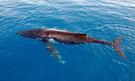 Velký bariérový útes - zájezd potápění s velrybami