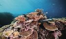 Zájezd Velký Bariérový útes - výlet na Zelený ostrov