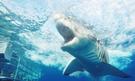 Potápění se žralokem bílým v kleci