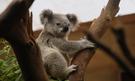 Zájezd Pláže Austrálie koala