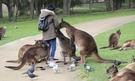 Zájezd Pláže Austrálie klokan