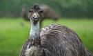 Zájezd Pláže Austrálie emu