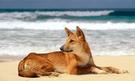 Zájezd Pláže Austrálie pes dingo