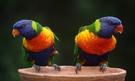 Zájezd Pláže Austrálie papoušek