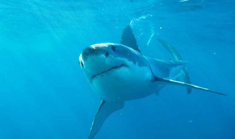 Zájezd Dobrodružství se žralokem bílým
