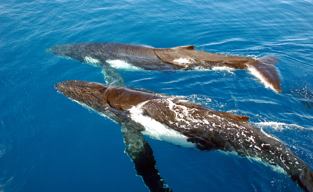 Velký bariérový útes - zájezd potápění s velrybami