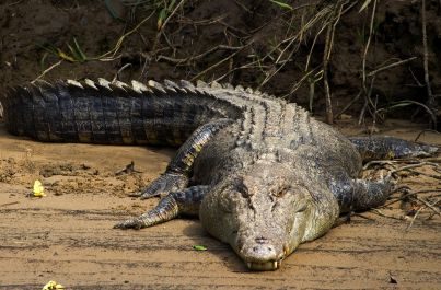 Zájezd Pozorování krokodýlů v přírodě